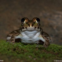 Hoplobatrachus crassus Jerdon, 1853